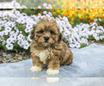 Puppy Kian ShihPoo