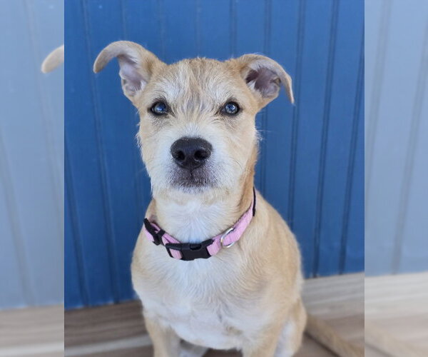 Medium Photo #2 Border Terrier-Labrador Retriever Mix Puppy For Sale in Lakewood, CO, USA