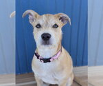 Small Photo #2 Border Terrier-Labrador Retriever Mix Puppy For Sale in Lakewood, CO, USA
