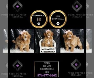 Goldendoodle (Miniature) Puppy for sale in WARSAW, IN, USA