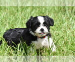 Small #3 Auss-Tzu