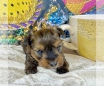 Small #33 Morkie