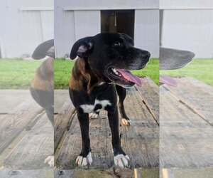 India - sweet soulful girl - Female Labrador Retriever Dog for Adoption - Photo #4
