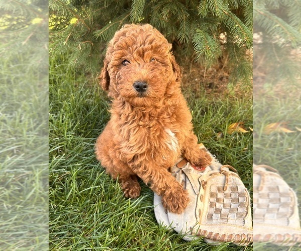 Medium Photo #5 Goldendoodle (Miniature) Puppy For Sale in MIDDLEBURY, IN, USA
