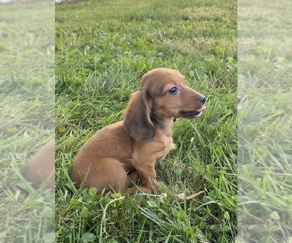 Medium Photo #3 Dachshund Puppy For Sale in CANOGA, NY, USA