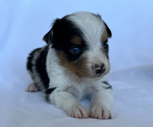 Medium Photo #7 Miniature Australian Shepherd Puppy For Sale in BEATTY, OR, USA