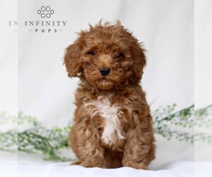 Bolognese Puppy for sale in EAST EARL, PA, USA