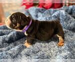 Small #2 English Bulldog