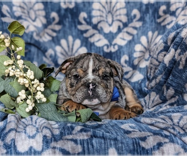 Medium Photo #5 English Bulldog Puppy For Sale in COCHRANVILLE, PA, USA