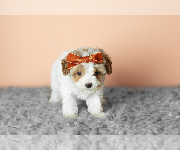 Medium Photo #5 Cavapoo mix (+ Poodle Miniature) Puppy For Sale in MILLERSBURG, IN, USA