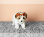 Small #4 Cavapoo mix (+ Poodle Miniature)