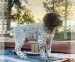 Small Photo #1 German Shorthaired Pointer Puppy For Sale in WOODLAND PARK, CO, USA