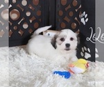 Small Photo #4 Zuchon Puppy For Sale in MOUNT VERNON, OH, USA