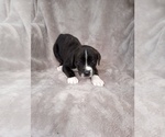 Puppy Puppy 2 Cane Corso
