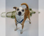 Small #12 Jack Russell Terrier Mix