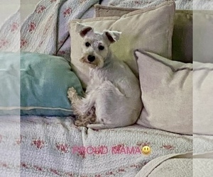 Mother of the Schnauzer (Miniature) puppies born on 08/21/2025