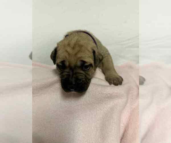 Medium Photo #5 Cane Corso Puppy For Sale in CAMBY, IN, USA