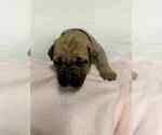 Small Photo #5 Cane Corso Puppy For Sale in CAMBY, IN, USA