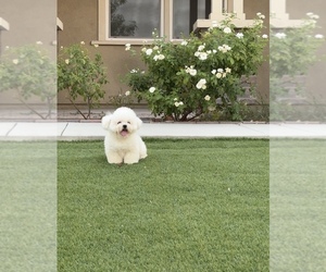 Havanese Puppy for sale in EASTVALE, CA, USA