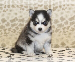 Pomsky Puppy for sale in DENVER, PA, USA