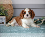 Puppy Joe Cavalier King Charles Spaniel