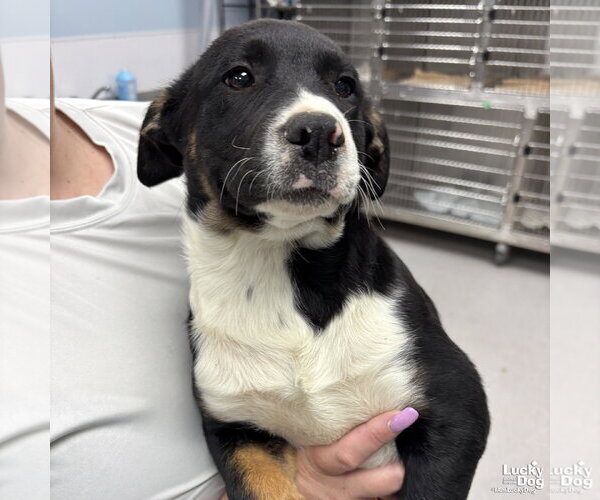 Medium Photo #5 Labrador Retriever-Unknown Mix Puppy For Sale in Washington, DC, USA