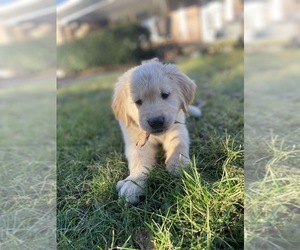 Golden Retriever Puppy for sale in SOUTH DEERFIELD, MA, USA