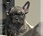 Small Photo #43 French Bulldog Puppy For Sale in COLUMBUS, OH, USA