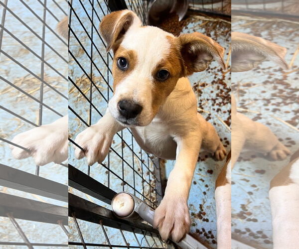 Medium Photo #1 Mutt Puppy For Sale in Tracy City, TN, USA