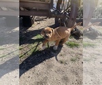 Small Photo #121 Rhodesian Ridgeback Puppy For Sale in MORONGO VALLEY, CA, USA