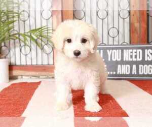 Maltipoo Puppy for sale in NAPLES, FL, USA