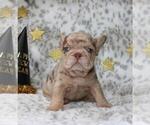 Small #3 French Bulldog