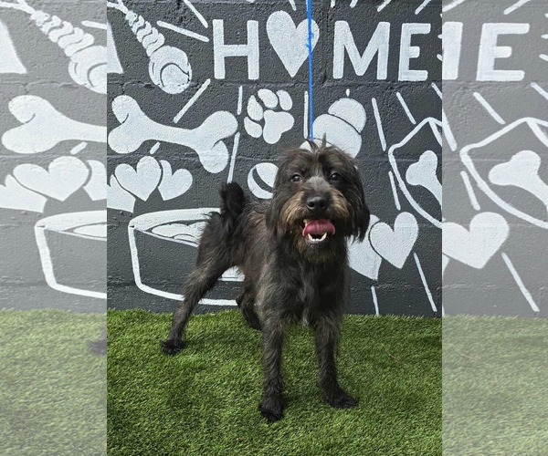 Medium Photo #1 Tibetan Terrier-Unknown Mix Puppy For Sale in pomfret, CT, USA