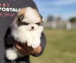 Small #1 Pomeranian
