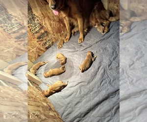Golden Retriever Puppy for sale in BROWNSDALE, MN, USA