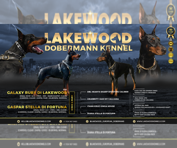 Medium Photo #1 Doberman Pinscher Puppy For Sale in FORT LAUDERDALE, FL, USA