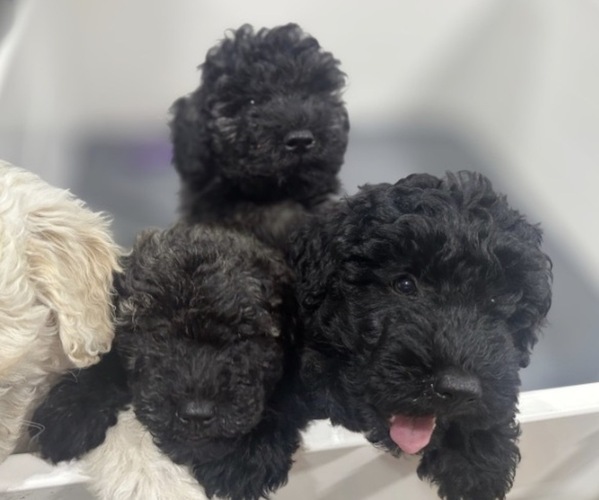 Medium Photo #1 Puli Puppy For Sale in MIDDLETOWN, VA, USA