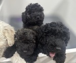 Small Photo #1 Puli Puppy For Sale in MIDDLETOWN, VA, USA