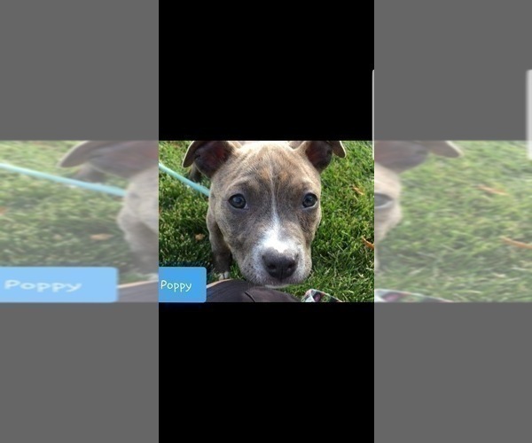 Medium Photo #14 American Pit Bull Terrier Puppy For Sale in ABERDEEN, SD, USA