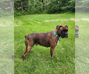Medium Boxer