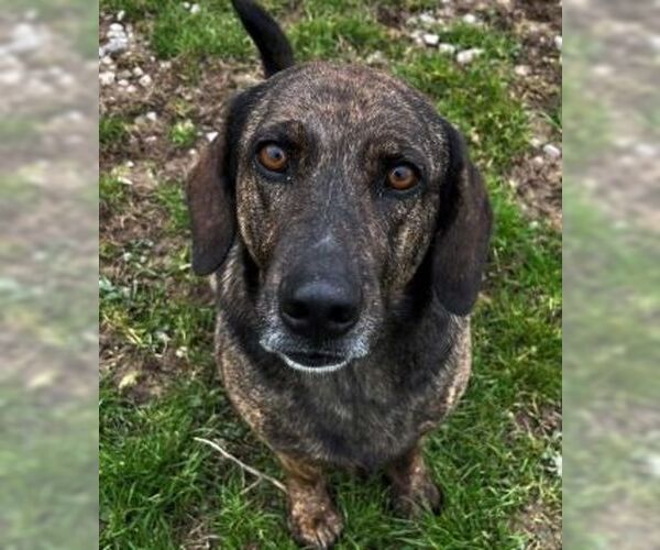 Medium Photo #4 Mutt Puppy For Sale in Sistersville, WV, USA