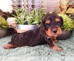 Small #3 Cavapoo (Miniature)