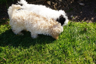 Maltipoo Puppy for sale in THOUSAND OAKS, CA, USA