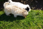 Small Photo #1 Maltipoo Puppy For Sale in THOUSAND OAKS, CA, USA