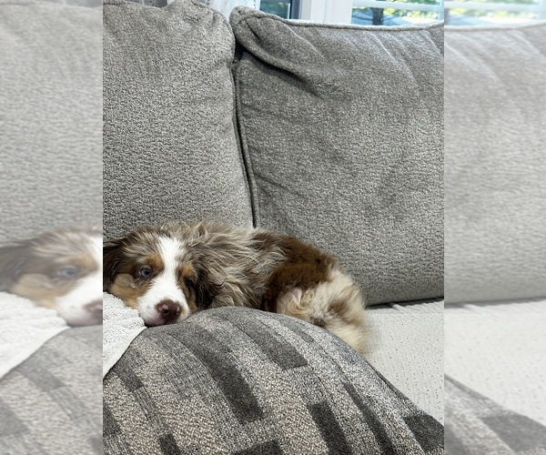 Medium Photo #10 Miniature Australian Shepherd Puppy For Sale in BROCKTON, MA, USA
