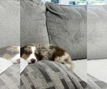 Small #9 Miniature Australian Shepherd