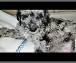 Small Photo #5 Labradoodle Puppy For Sale in SAN ANTONIO, TX, USA