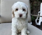 Small Photo #2 Australian Labradoodle Puppy For Sale in ELK GROVE, CA, USA