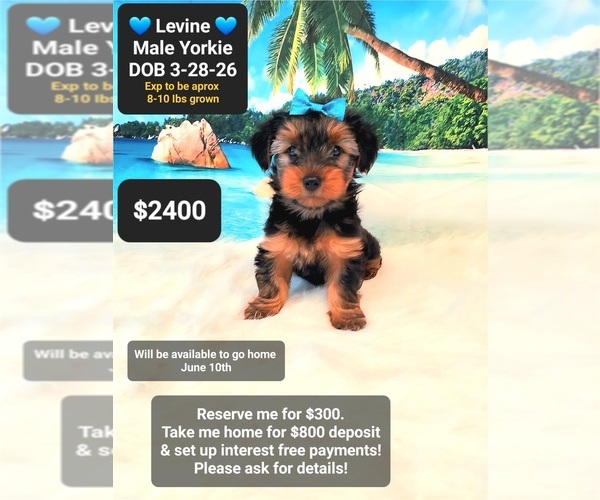 Medium Photo #1 Yorkshire Terrier Puppy For Sale in TUCSON, AZ, USA