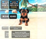 Image preview for Ad Listing. Nickname: Levine
